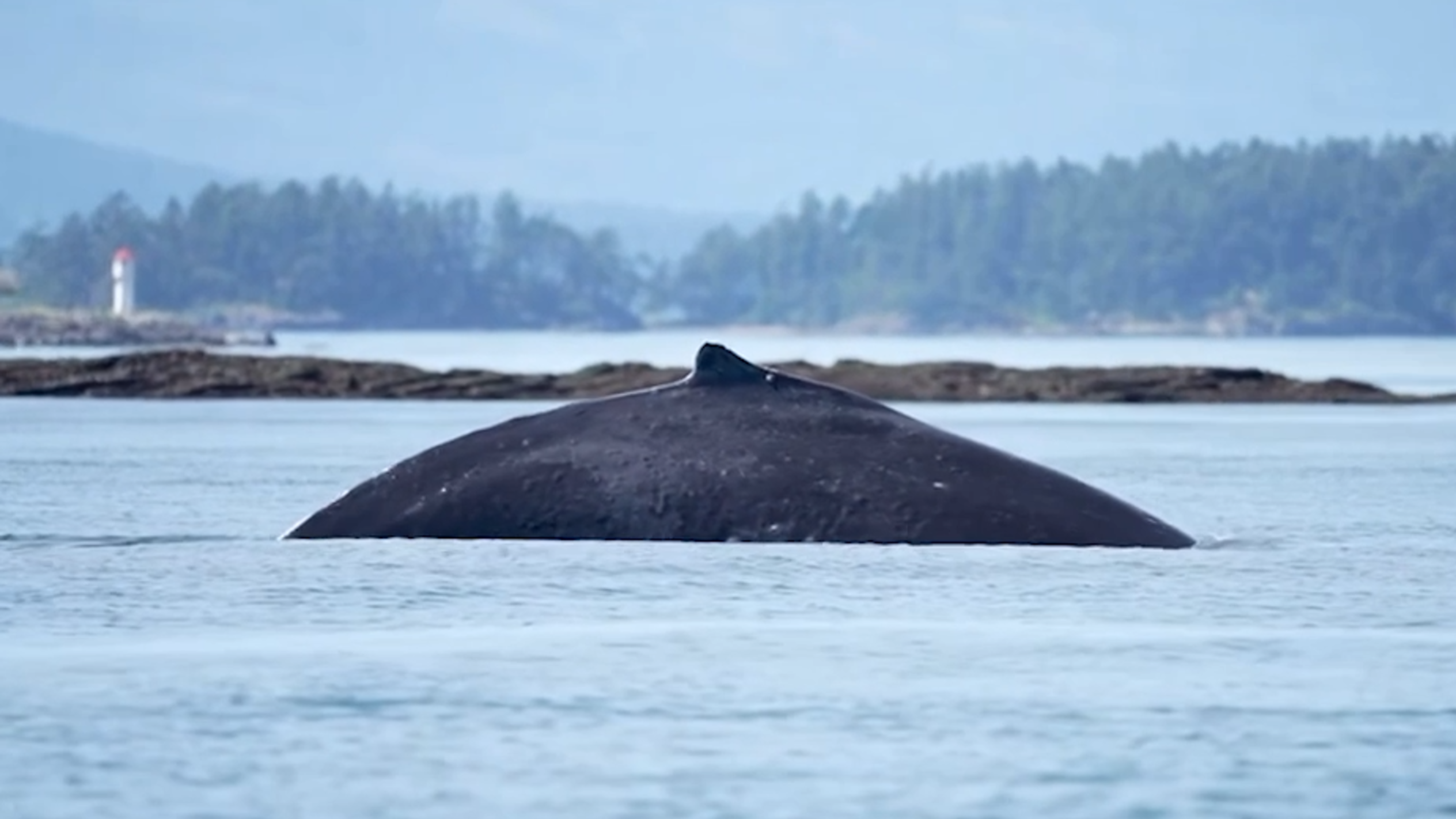 "Big Mama" returns to the Salish Sea (Video)