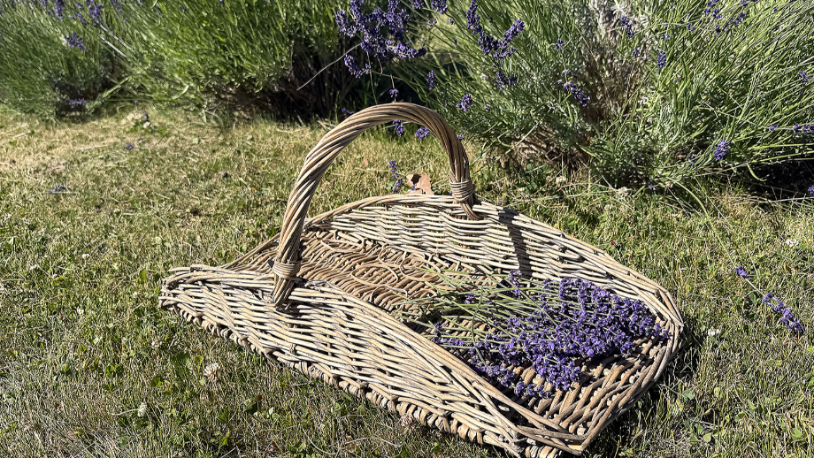 U-pick lavender farms near the Tri-Cities for culinary use | Tri
