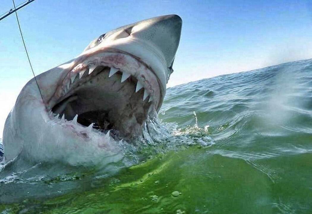 Great White shark caught and released off Hilton Head, SC