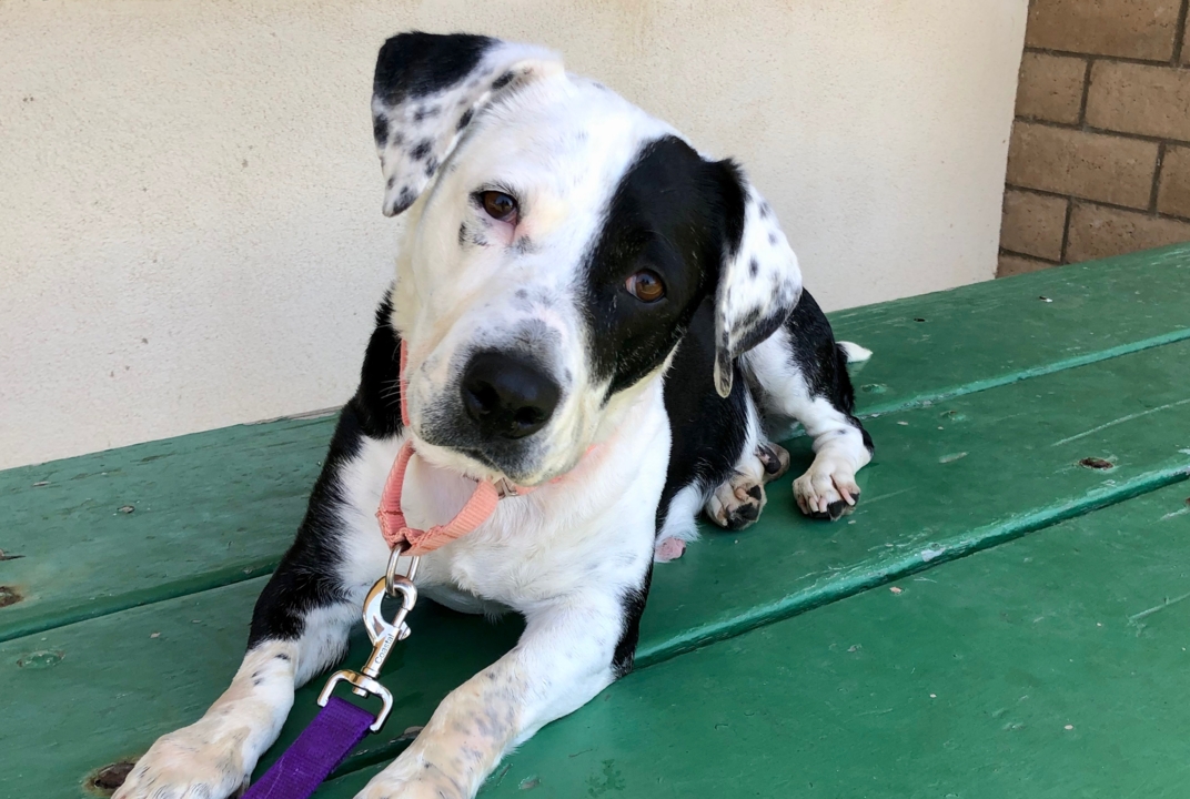 Pet Tales: Betty the basset hound mix is looking for her forever home