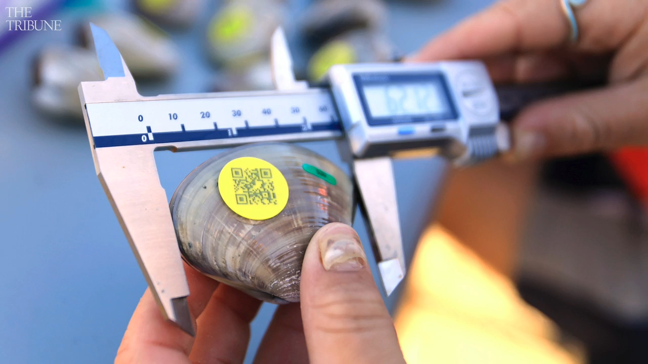 Cal Poly SLO researchers glue QR codes to Pismo clams | San Luis Obispo ...