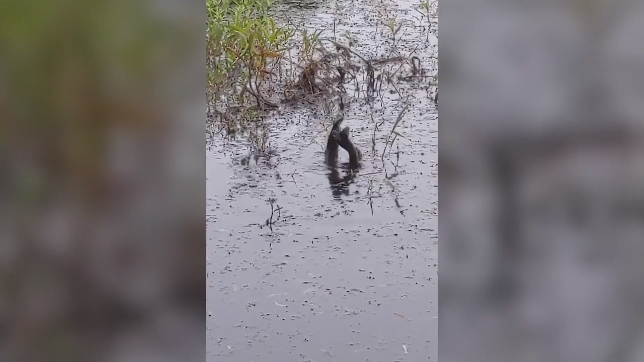 Snakes caught in ‘fight’ on video