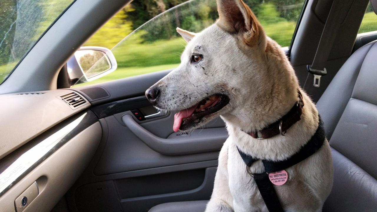 Is it illegal to leave a dog in a hot car? Only one of the Carolinas has a clear law