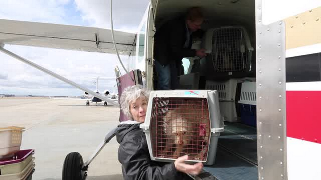 A plane full of puppies arrives for adoption in Boise