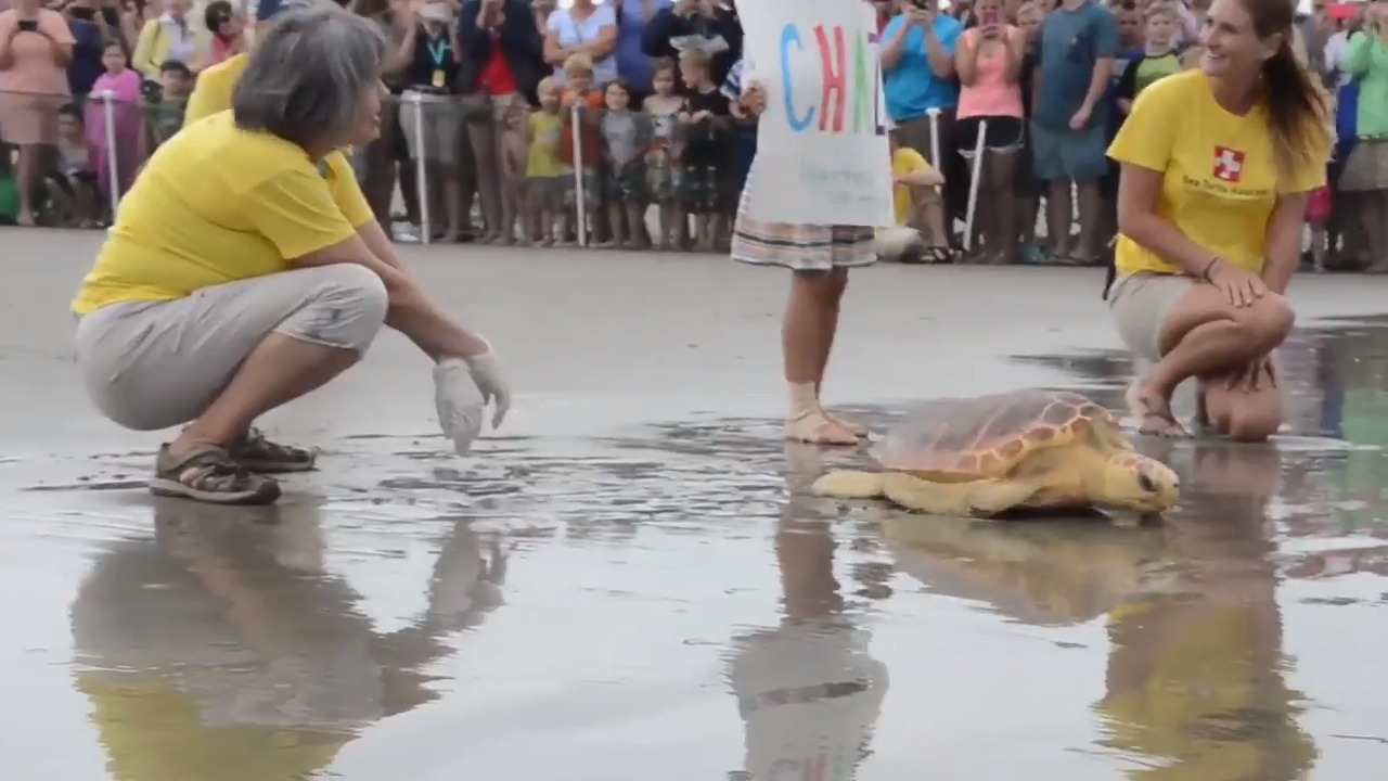 Five loggerhead turtles patched up, released off SC coast