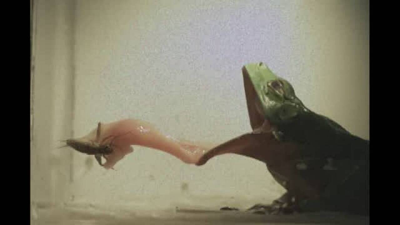 Scientist cracks mystery of the frog's powerful tongue. It's called spit.