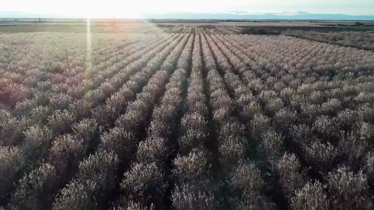 See the biggest pollination event in the world: CA almond blossom