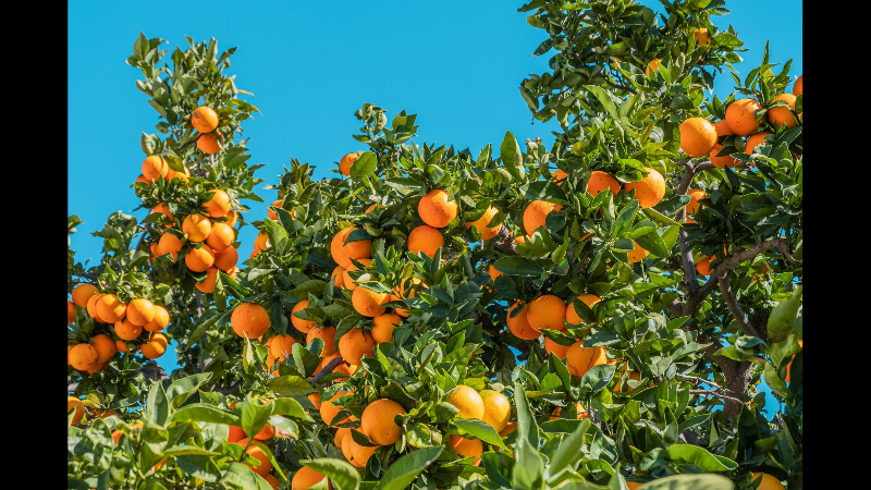 What are the rules for bringing fruits and veggies into California? We asked a border expert