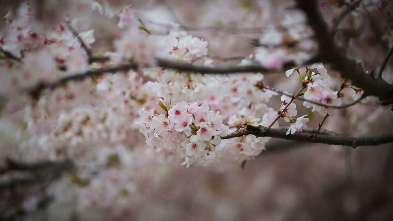 Washington, D.C. cherry blossoms reach peak bloom