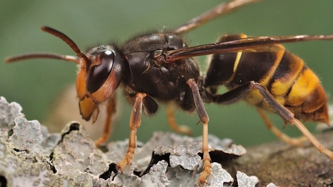 How to identify the honey bee killer: The yellow-legged hornet