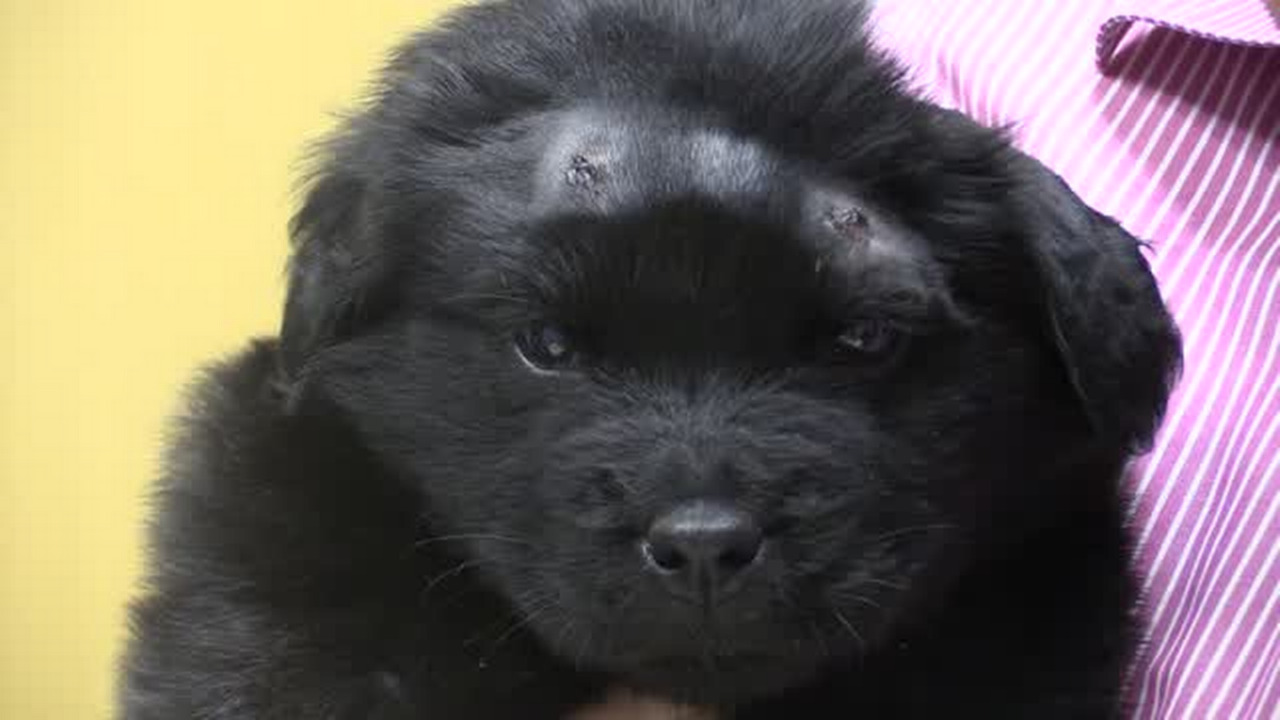 Puppy recovers after being shot 18 times