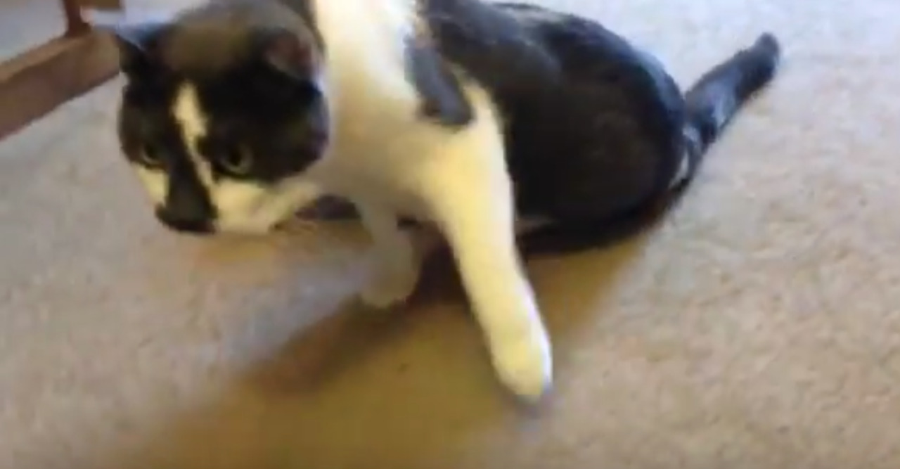 Cat who can't use hind legs is inspiring KC medical student