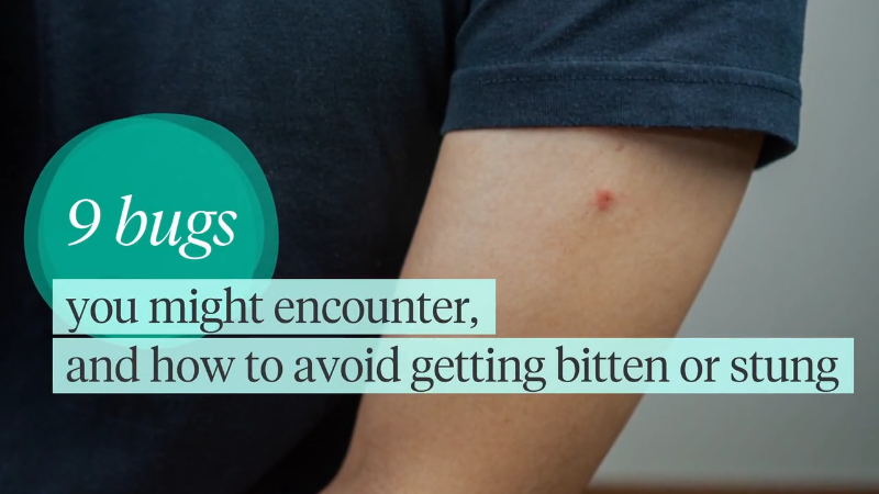 9 bugs you might encounter, and how to avoid getting bitten or stung