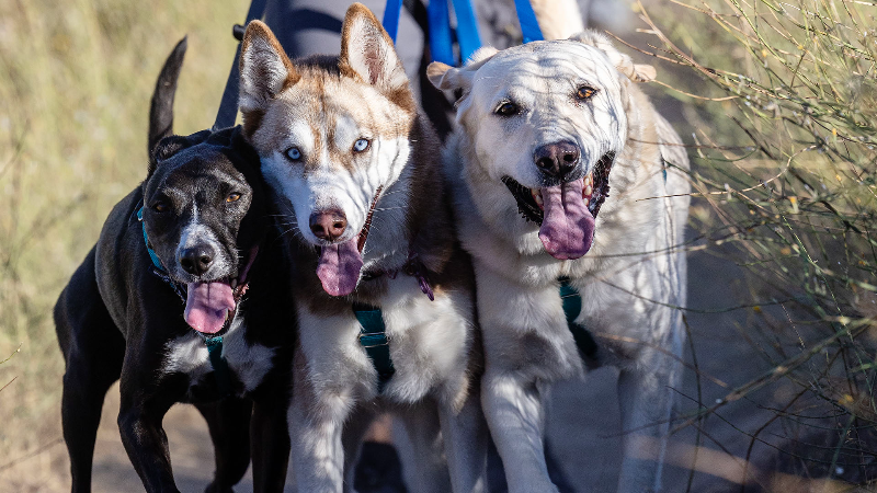 New business takes dogs on hiking adventures in Boise Foothills