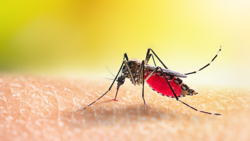 What should you know about mosquitos and malaria?