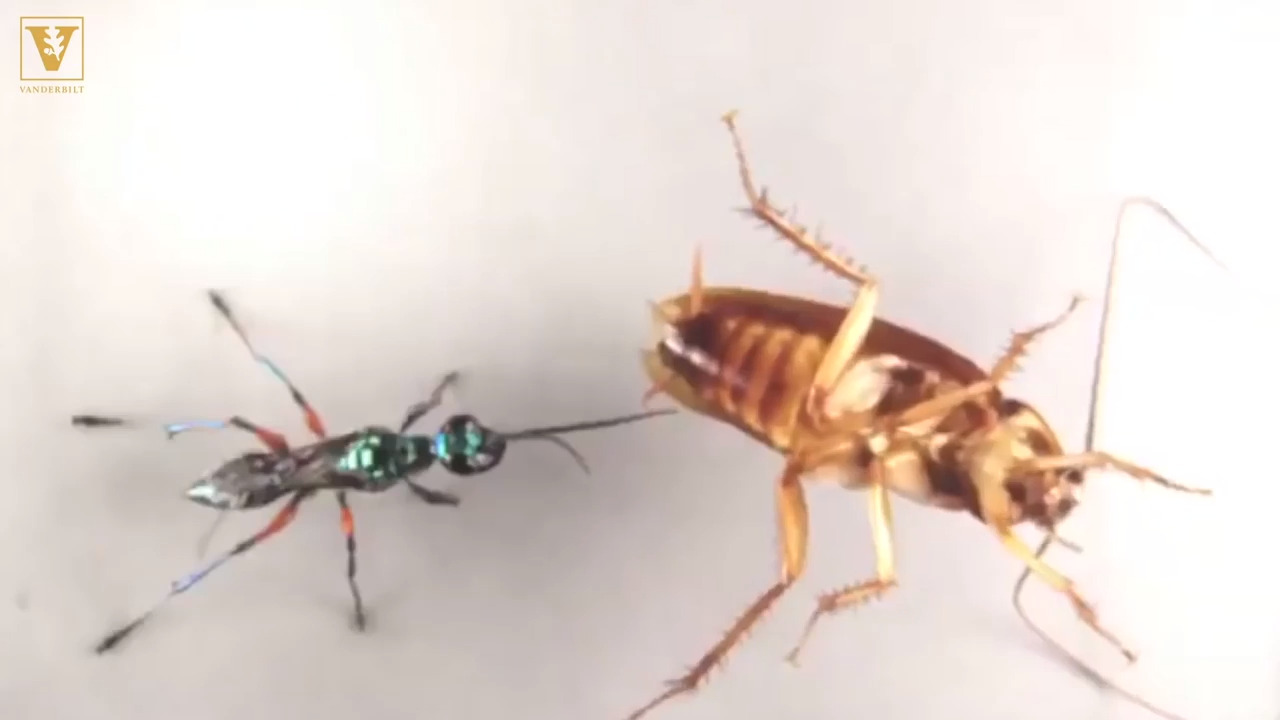 These wasps can turn roaches into ‘zombies.’ But the roaches can fight back