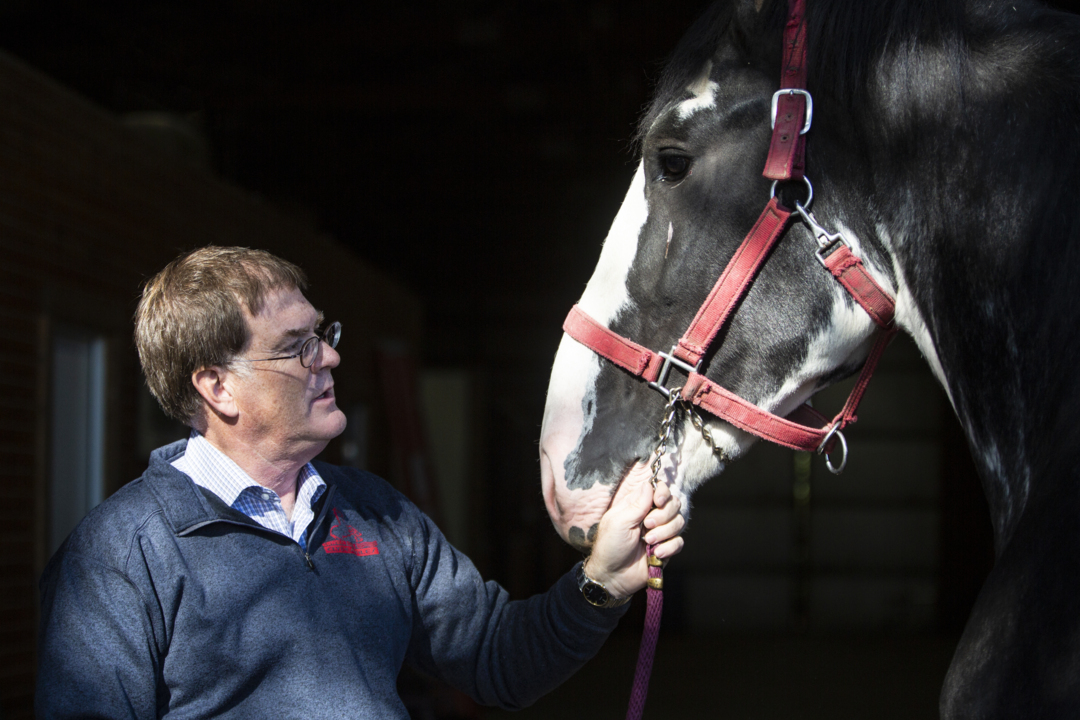 Rare horse breeder known as one of the best in the nation