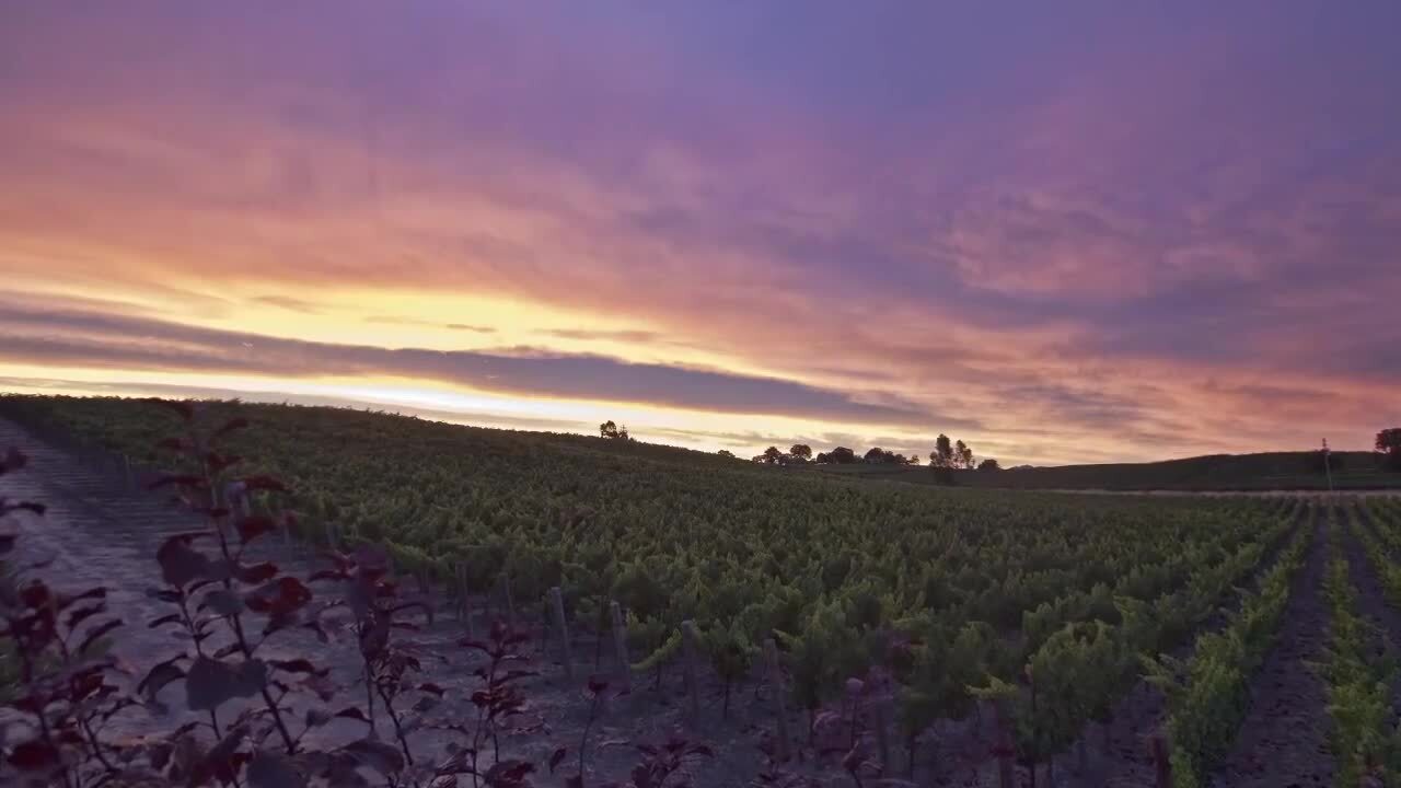 Watch “Deep Roots” a short film by Hope Family Wines’ Austin Hope