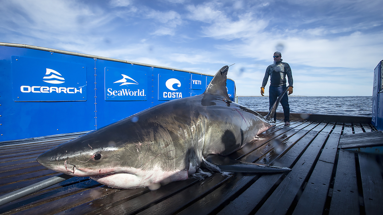 Huge shark tagged off Canada pops up 1,000 miles south along Outer Banks in 18 days