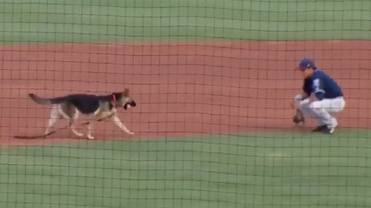 Runaway dog turns minor league baseball event into a big game of fetch