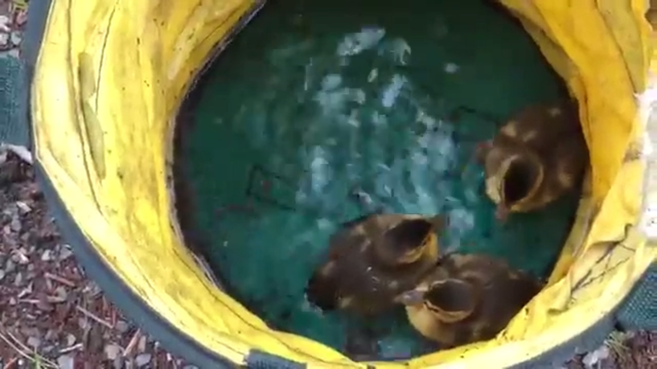Firefighters rescue 5 ducklings from storm drain (Video) | Tacoma News ...