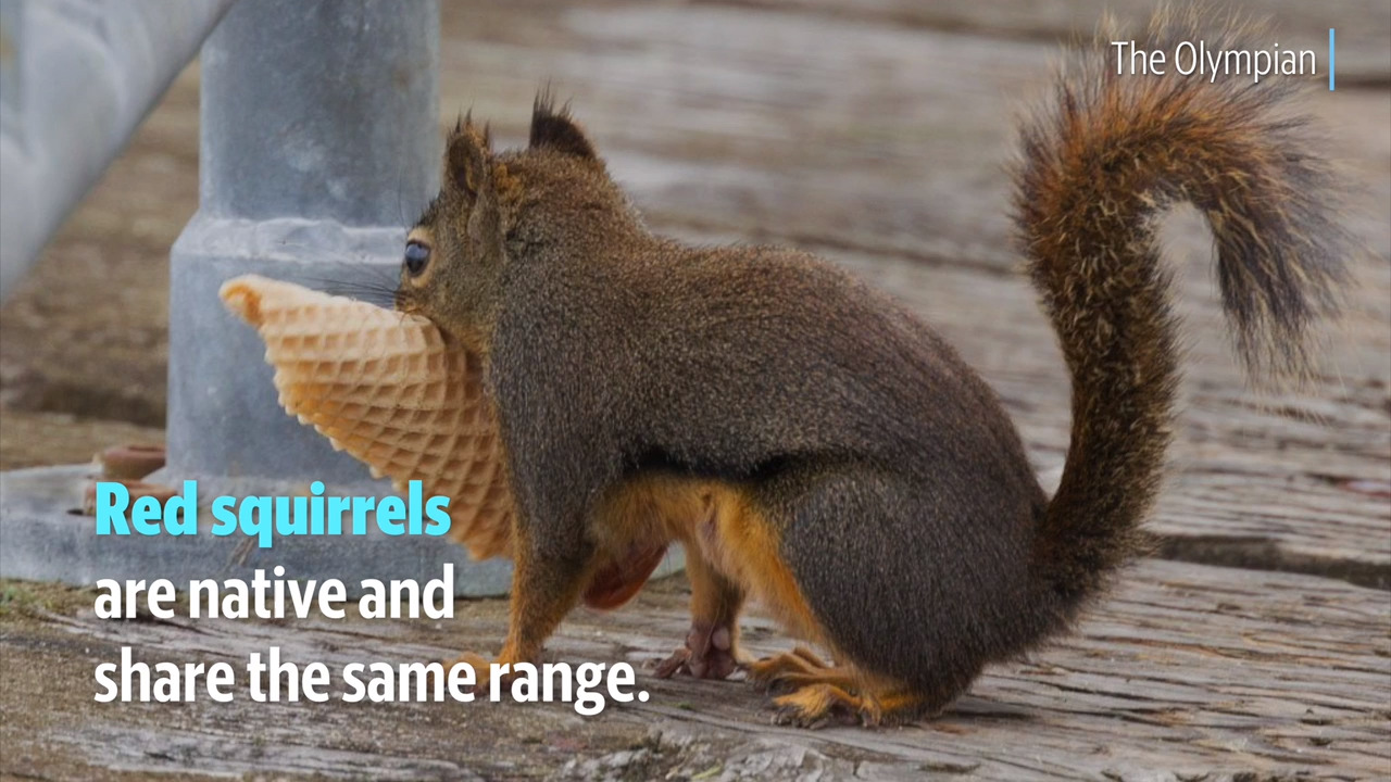 How well do you know your squirrels?