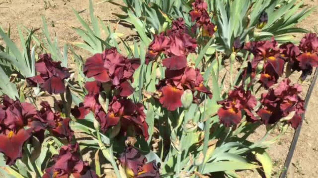 See beautiful iris garden in bloom near Loomis