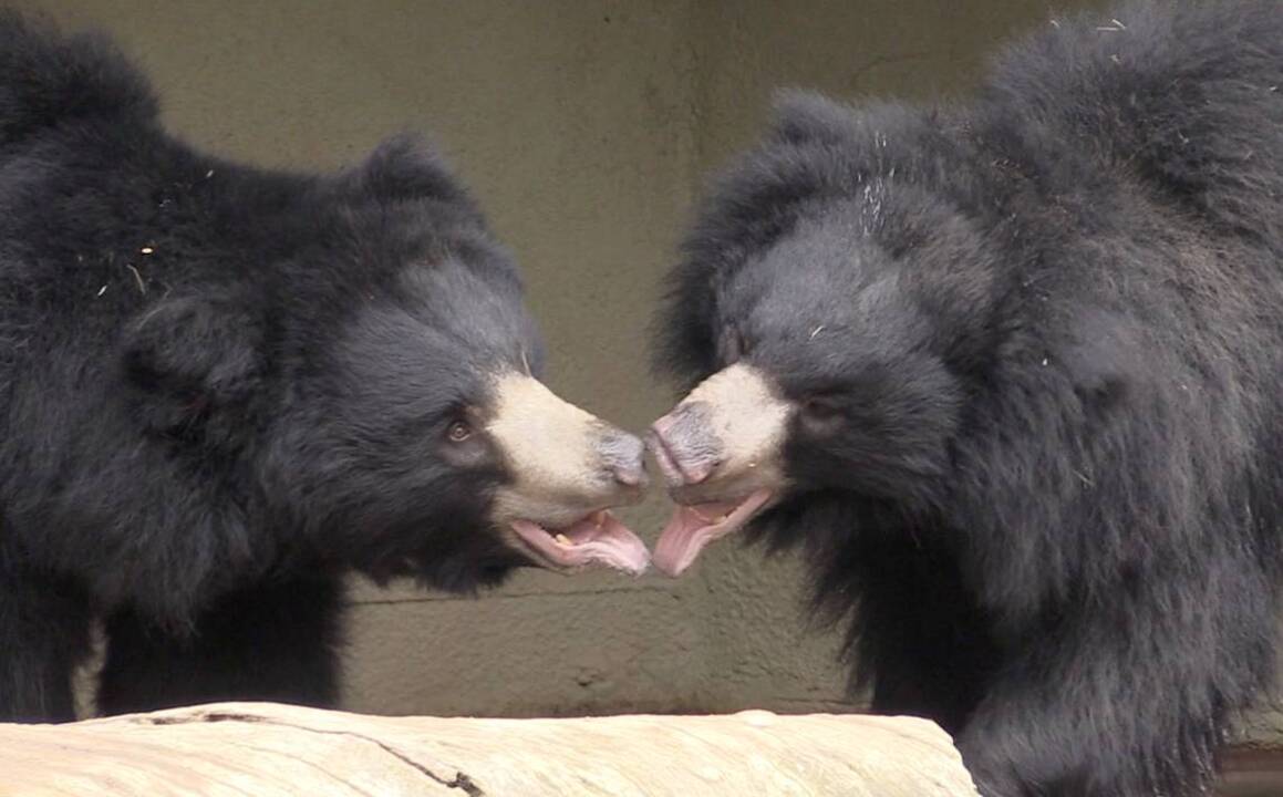 Sloth bears Sahaasa, Rajani attract crowds at Fresno Chaffee Zoo