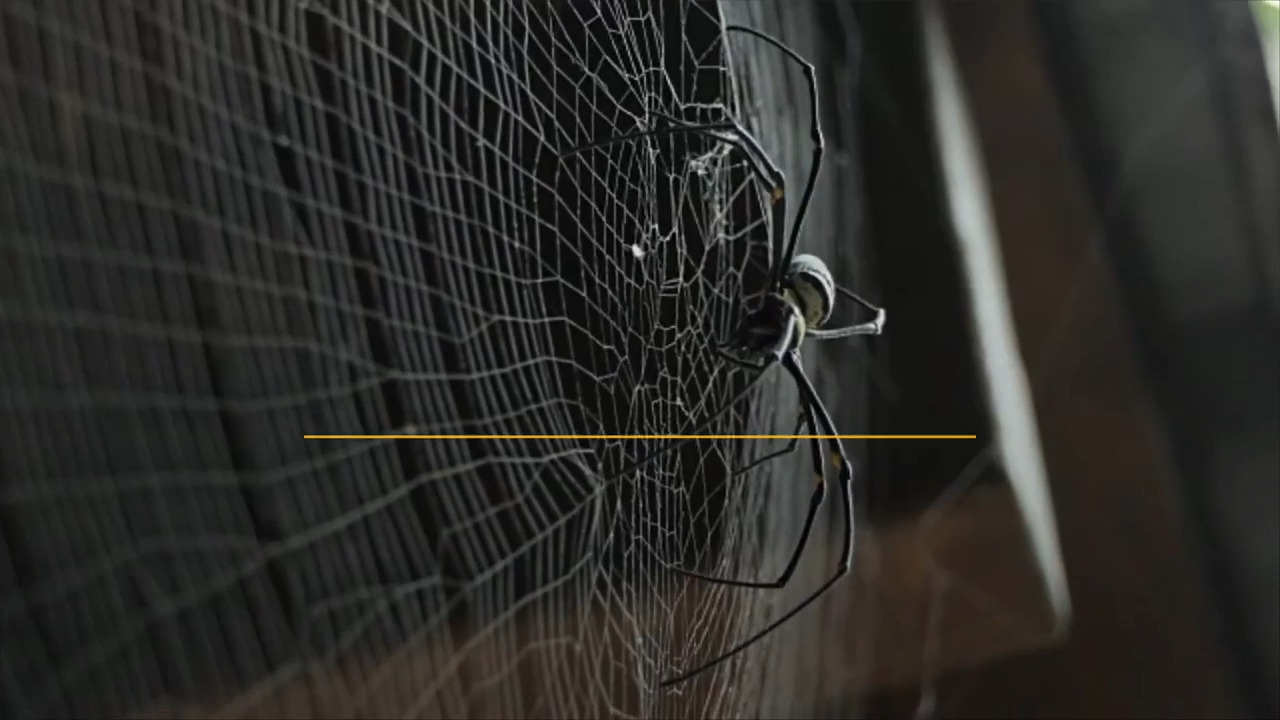 Keep finding spiders in your house? Tips to keep spiders away as spider season comes to WA