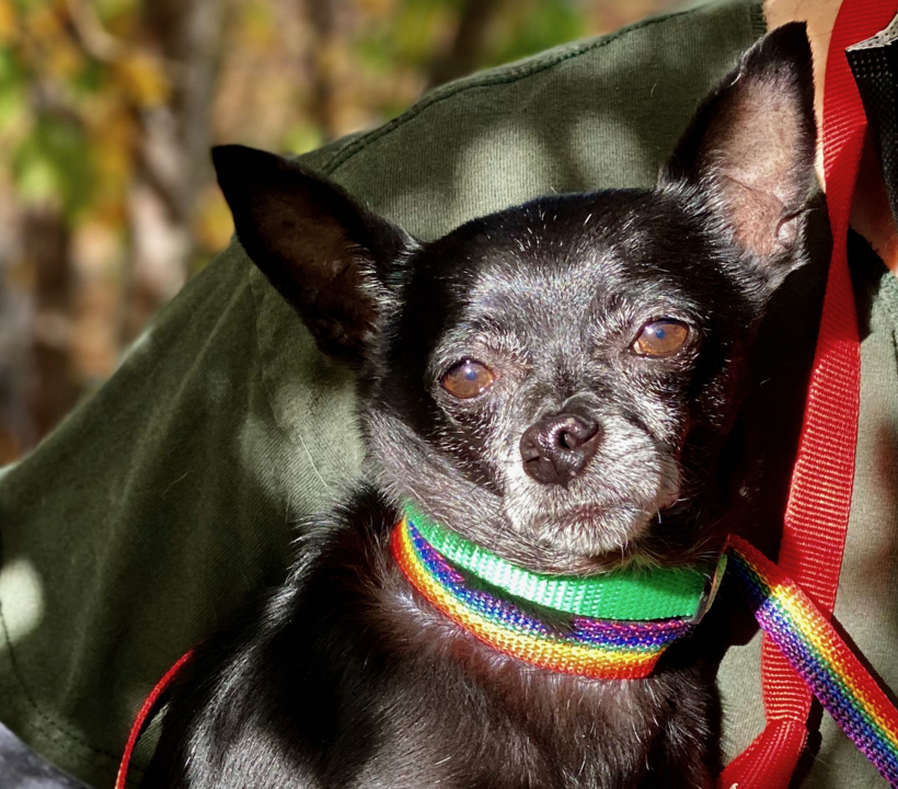Pet Tales: Lenny the Chihuahua is looking for a forever home