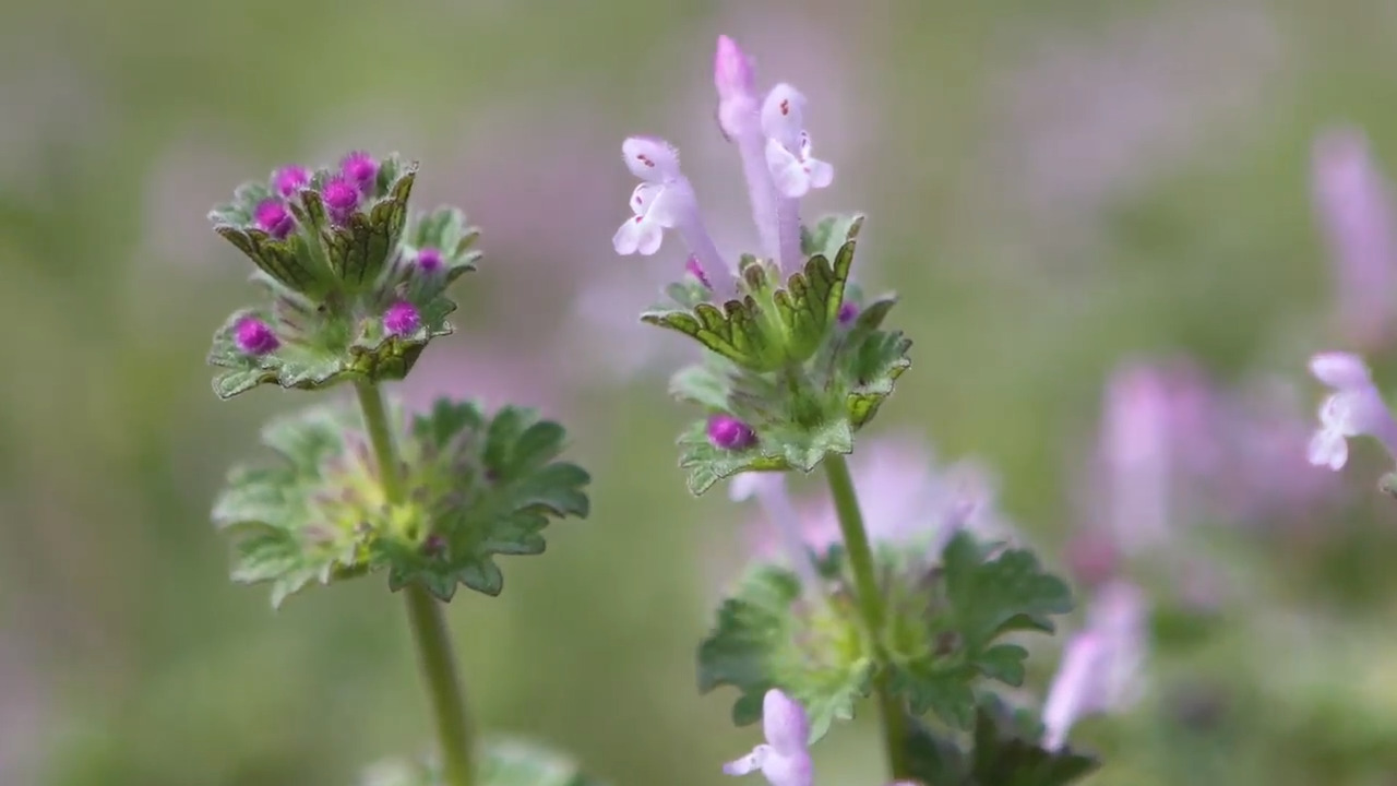 Seeing purple flowers in your yard? More like pesky weeds