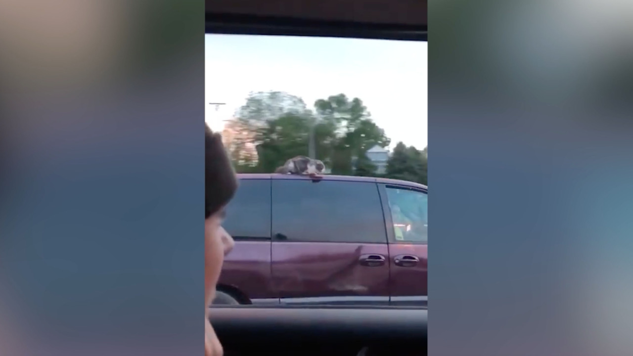Cat clings to van roof at highway speeds
