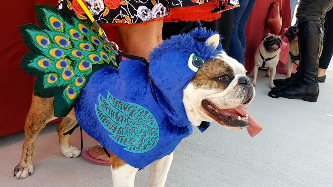 This Fantasy Fest event always goes to the dogs