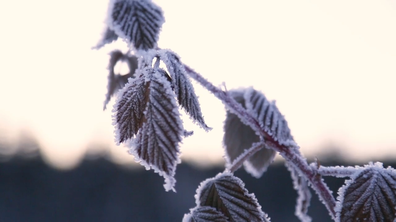 How to protect your plants when frost is in the forecast
