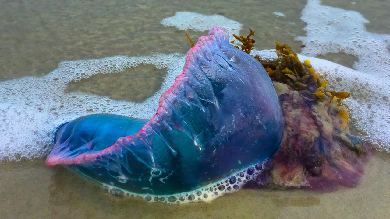 Venomous man o’ war seen on GA beach. Are they on Hilton Head? What to do if you find one