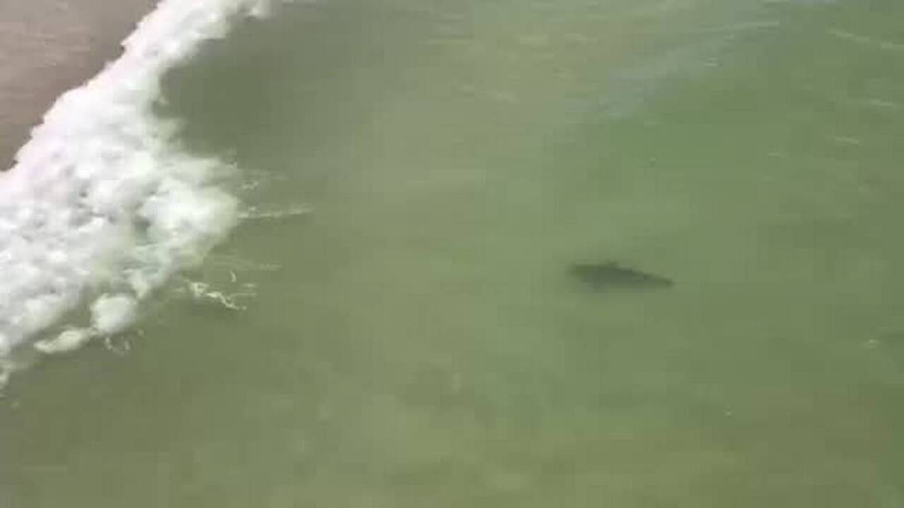 Sharks in surf at Garden City beach pier | Raleigh News \u0026 Observer, image size:1280x720