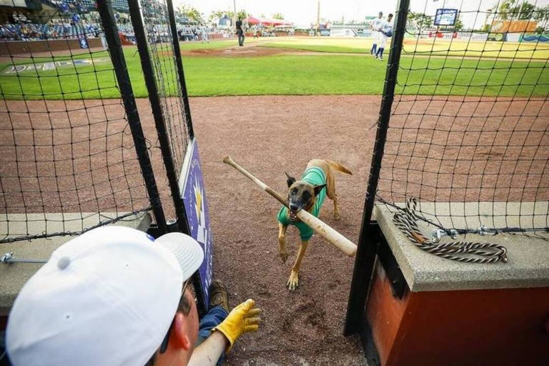 Meet the Lexington Legends’ bat dog, whose bite is stronger than his bark