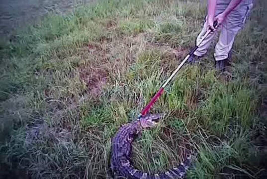 Deputy wrestling alligator back to wild caught on bodycam
