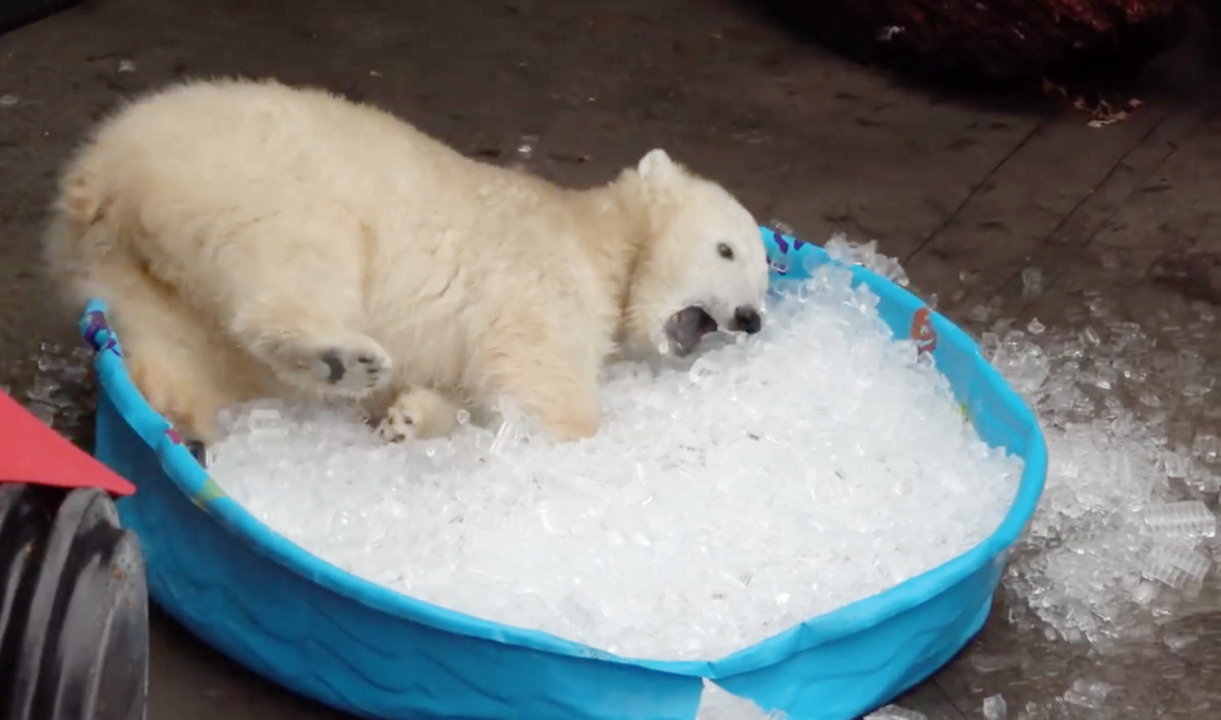Playful polar bear cub plunges into ice bath