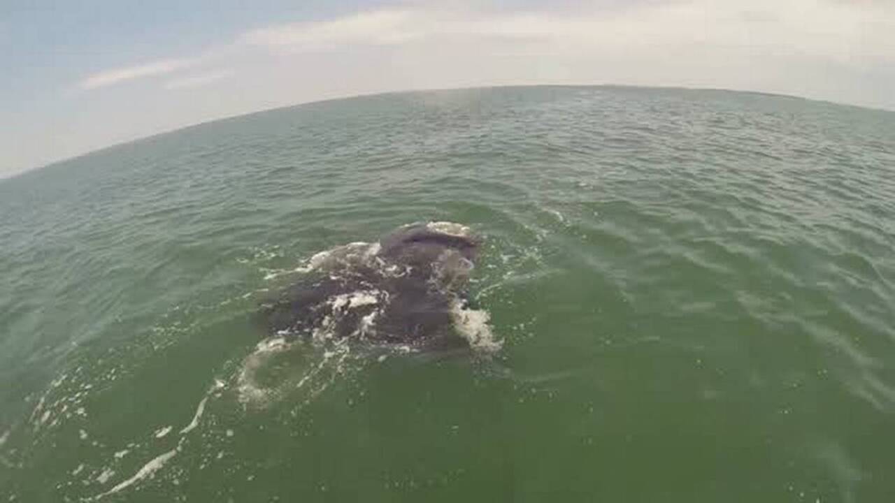 Car-sized sea creature surprises South Carolina fishermen