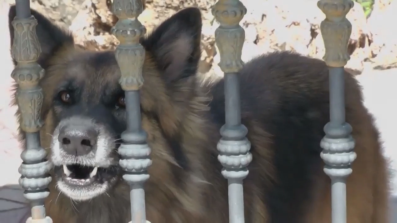 Dog Bite Prevention and Awareness Tips