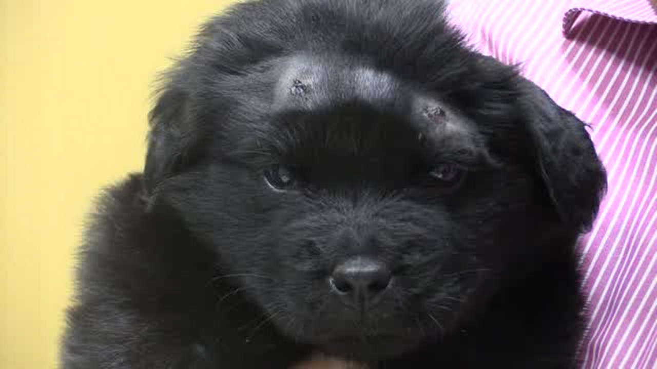 James Werrell: Are you really sure you want to adopt a puppy?