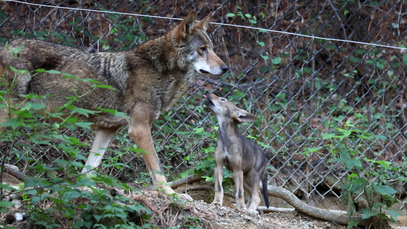 Red wolf specialty plate unveiled at Museum of Life and Science