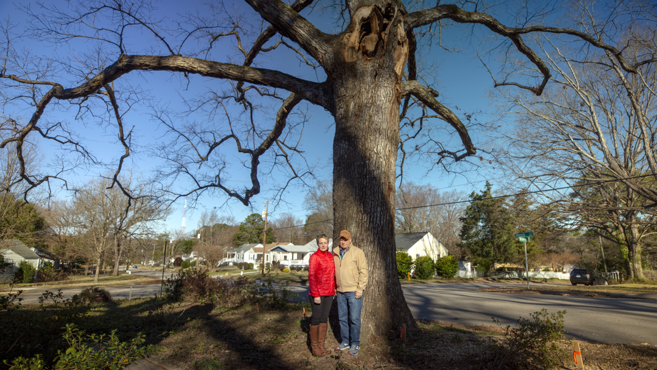 This big, beloved oak was spared the chainsaw twice. But, alas, it must come down now.