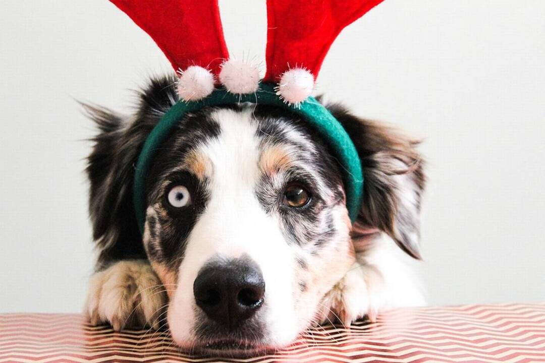 6 holiday foods you should never feed your pet