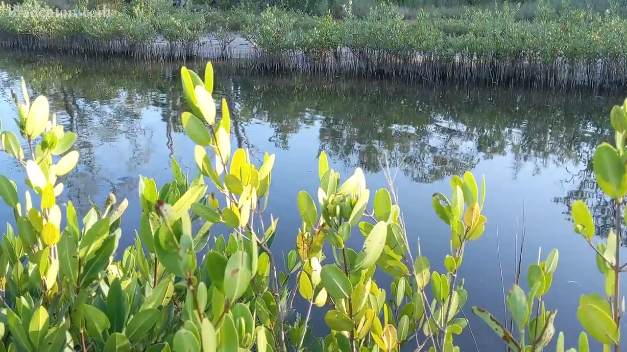 Residents of all ages support higher taxes to protect land in Manatee | Letters to the editor