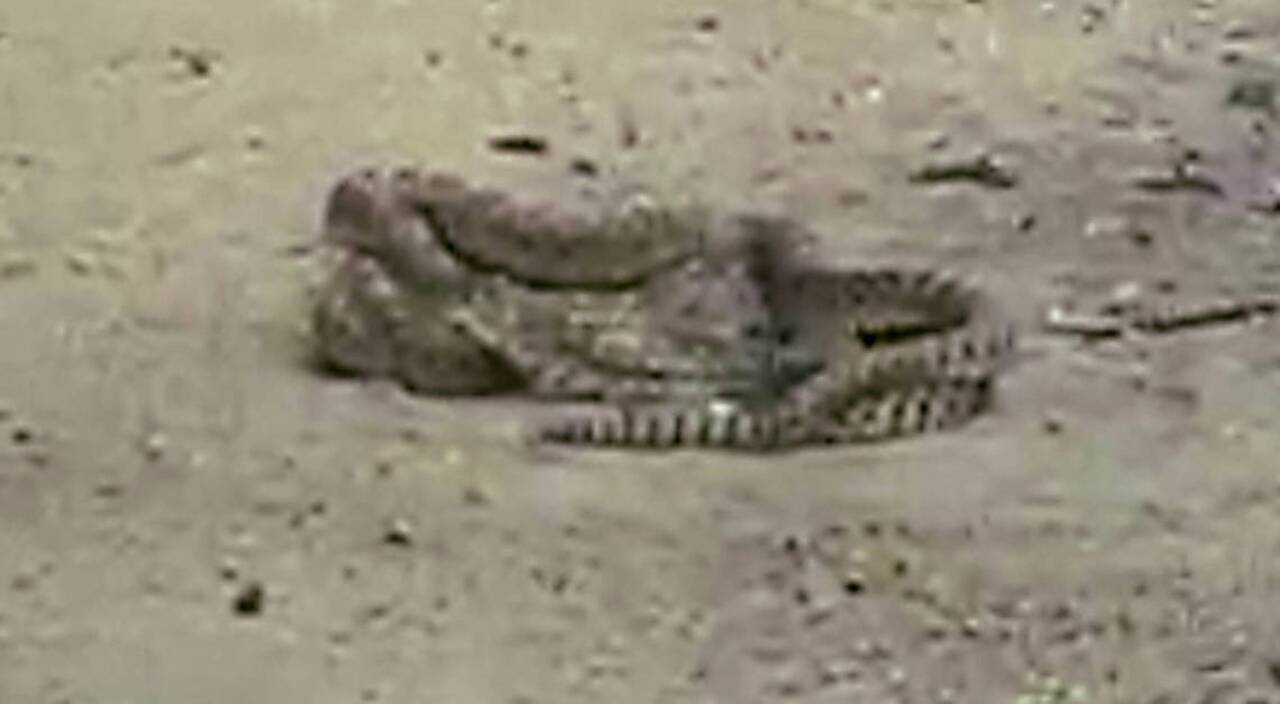 Bull snakes caught mating on cell phone video