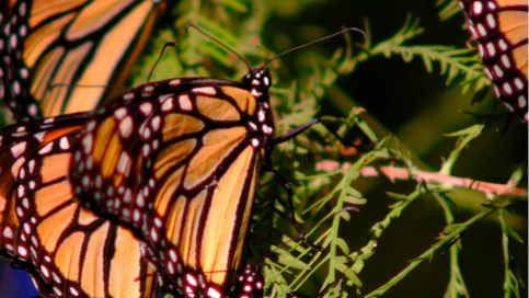 Monarch butterflies are migrating. How to spot them in Florida