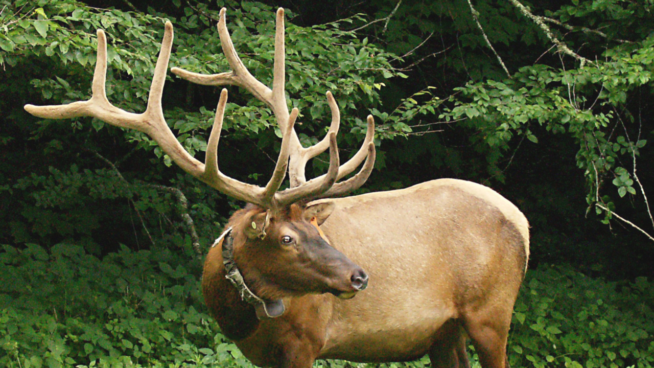 Elk bugling in Great Smoky Mountains National Park
