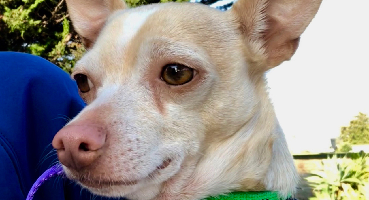Jasper the chihuahua is ready for his forever home in SLO County